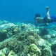 A Bajau diver hunts fish underwater using a traditional spear.